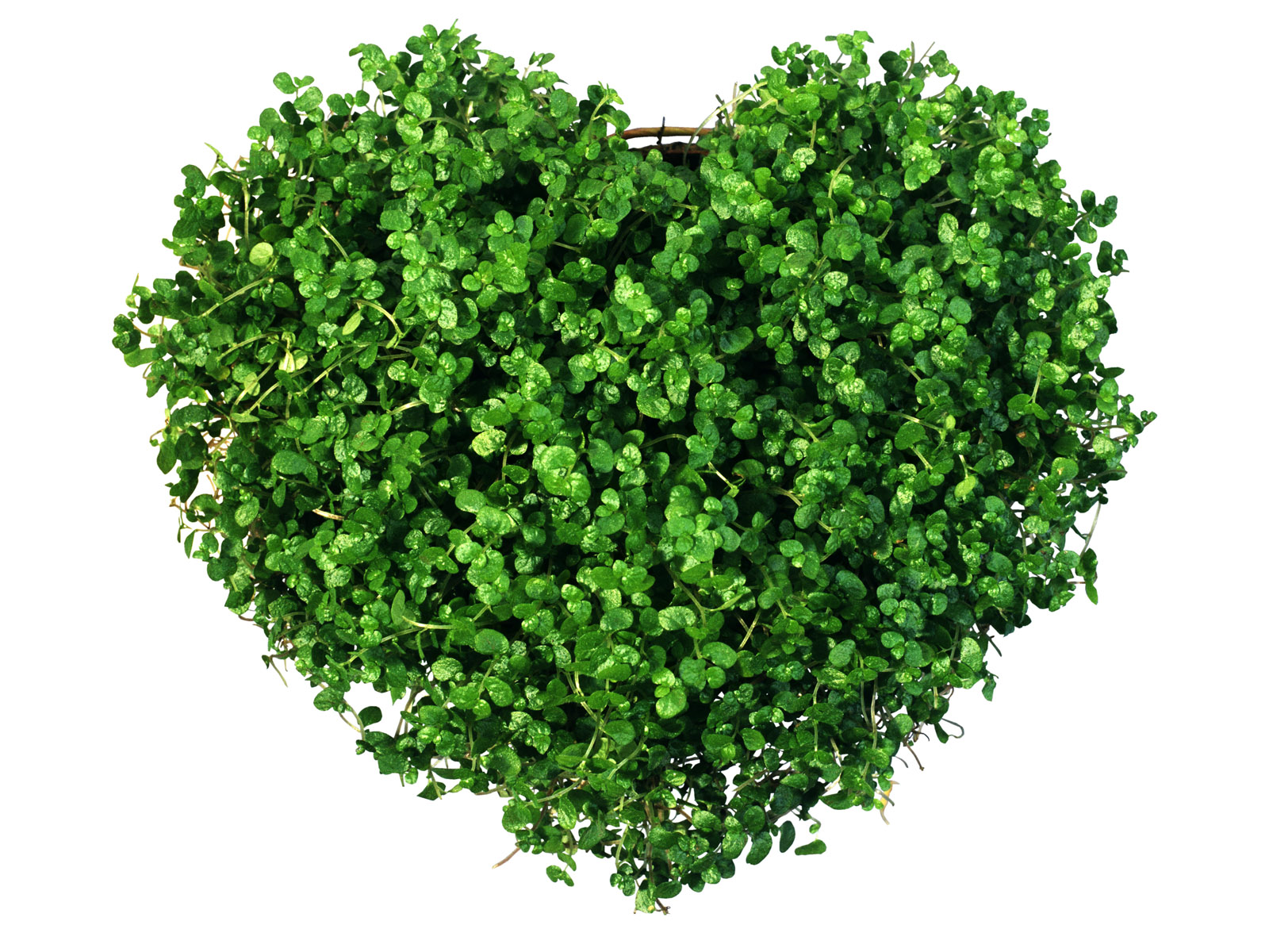 Сердце из зелени без смс